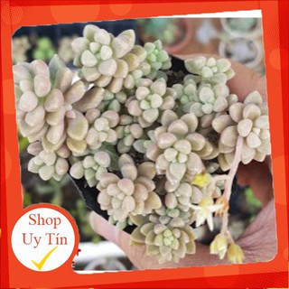 sen đá kim tuyến trung