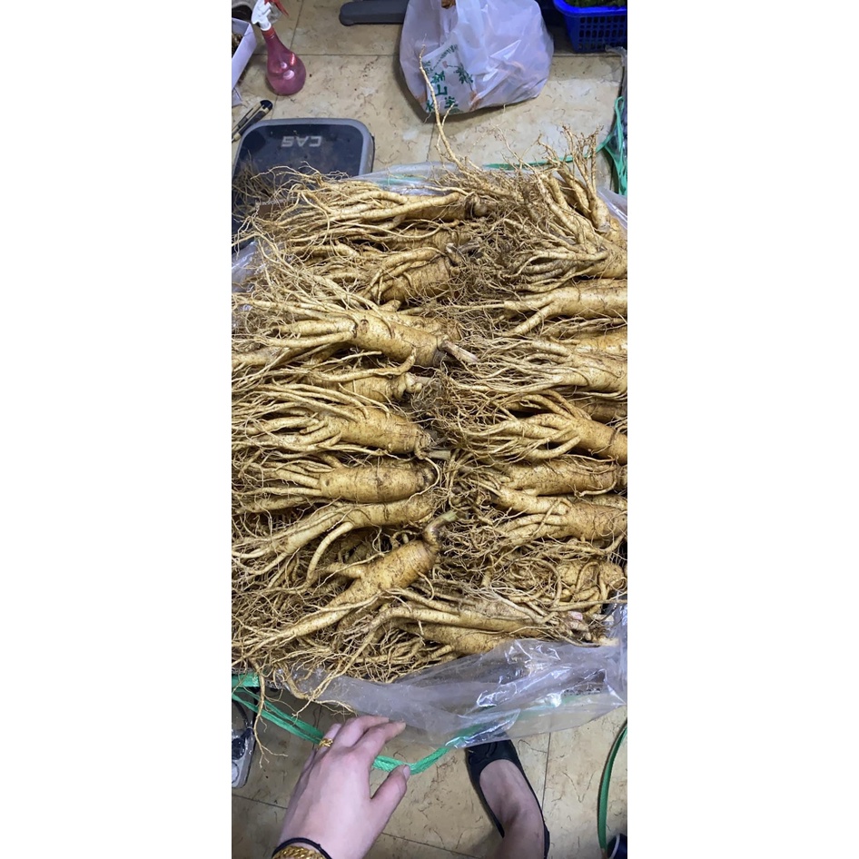 Sâm 6 năm tuổi HÀN QUỐC loại 6 Củ/1Kg