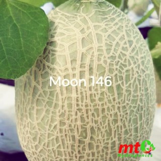 Hạt Giống Dưa Lưới Moon 146 Chịu Nhiệt, Ruột Đỏ, tỷ lệ Nảy Mầm cao