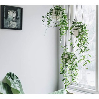 Cây lan hạt dưa siêu đẹp