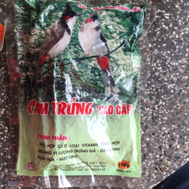Cám trứng cao cấp chào mào VVA