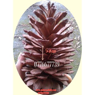 1kg Quả Thông loại lớn nhất ( trên 14 trái)