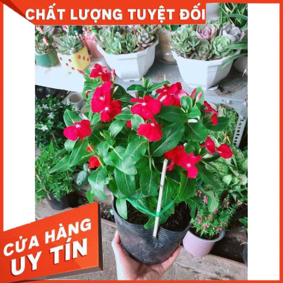 Hoa dừa cạn đỏ Nhiều Người Mua