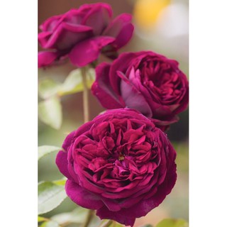 Hoa hồng the prince