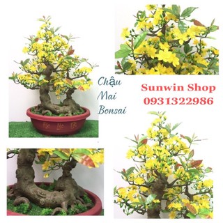 CHẬU HOA MAI BONSAI CAO 80Cm-CÂY MAI GIẢ(BM22)