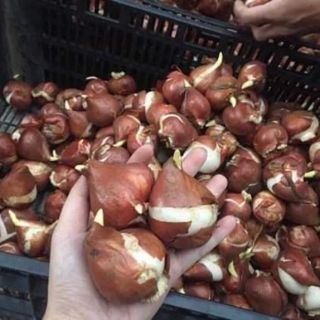Tuy lip hoa tết