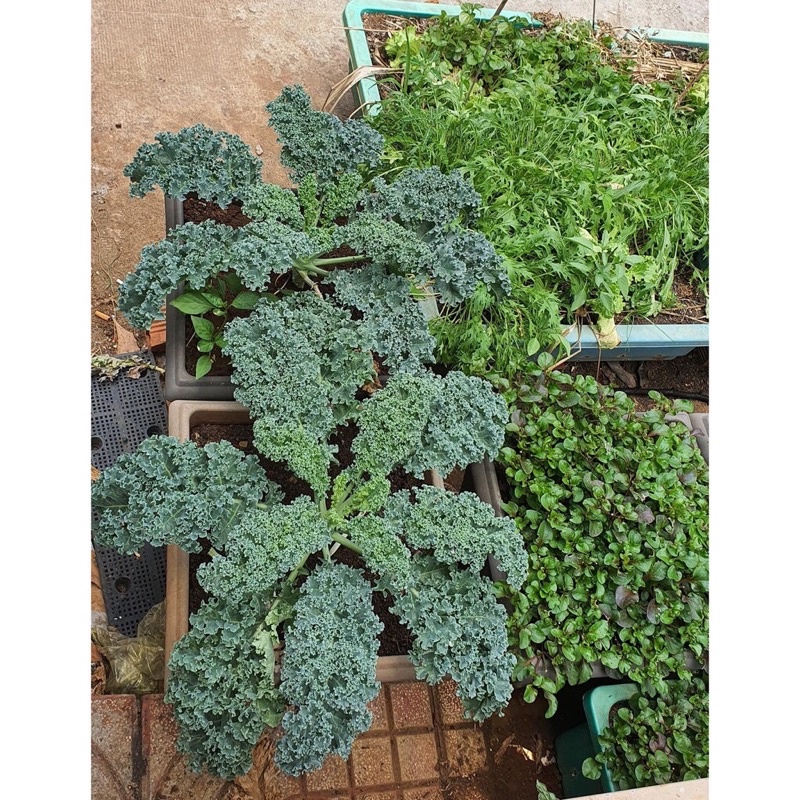 Cây giống cải xoăn kale xanh Mỹ mua 10 cây tặng thêm 1 cây