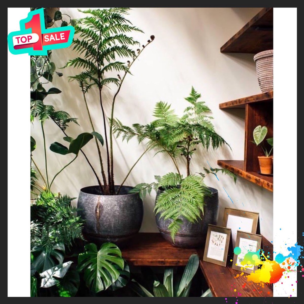 🍀BAO CHẤT🍀Dương xỉ culi chơi cảnh
