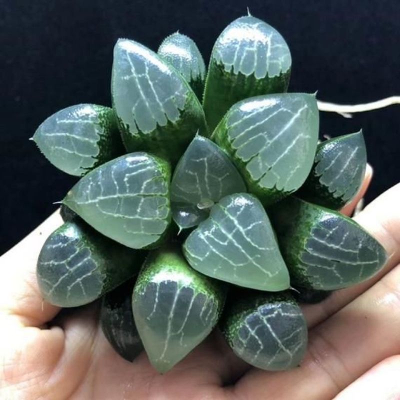 Sen Đá HAWORTHIA Cây Lớn 8-10cm Giá Rẻ 🌵 FREESHIP 🌵 Sen Đá Guốc Ngọc Xanh, Kim Cương Đẹp, Cây Khoẻ, Dễ Chăm.