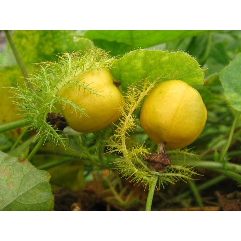 50 Hạt giống cây chùm bao