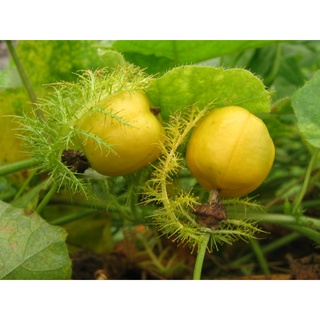 50 Hạt giống cây chùm bao