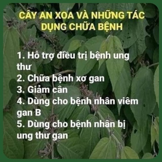 CÂY AN XOA HỖ TRỢ GAN, GAN NHIỄM MỠ