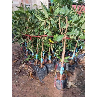 cây nhãn xuồng mau cho trái