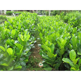  Cây Giống Mít Dai