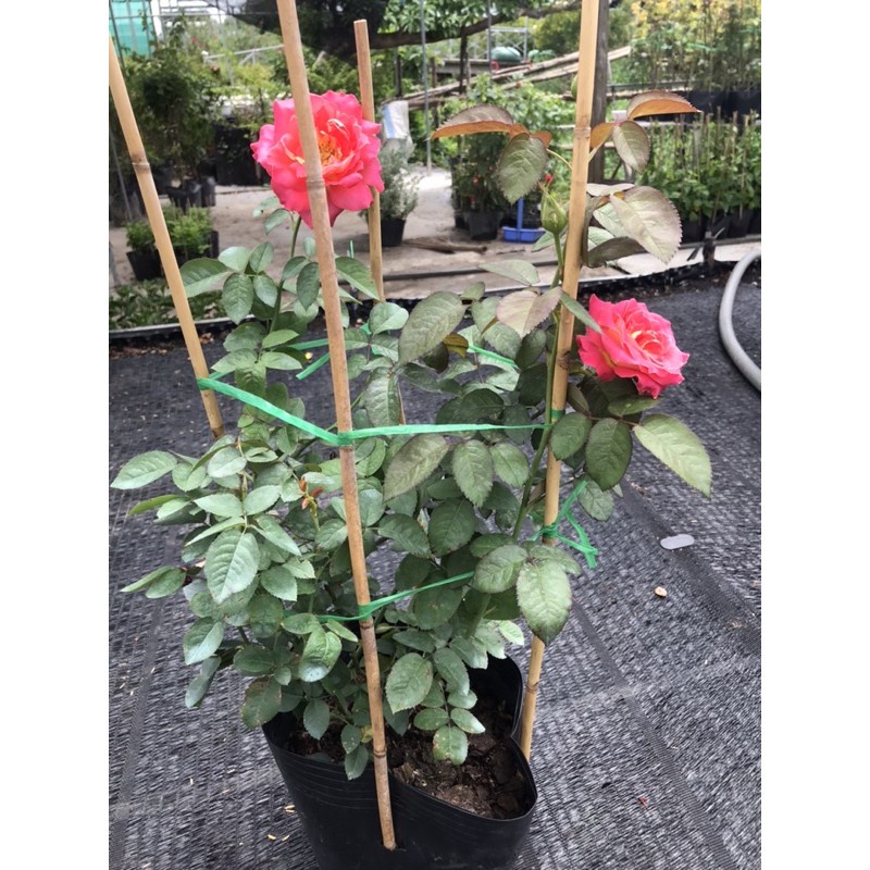 Hồng hai da + tặng phân bón cho cây mau lớn