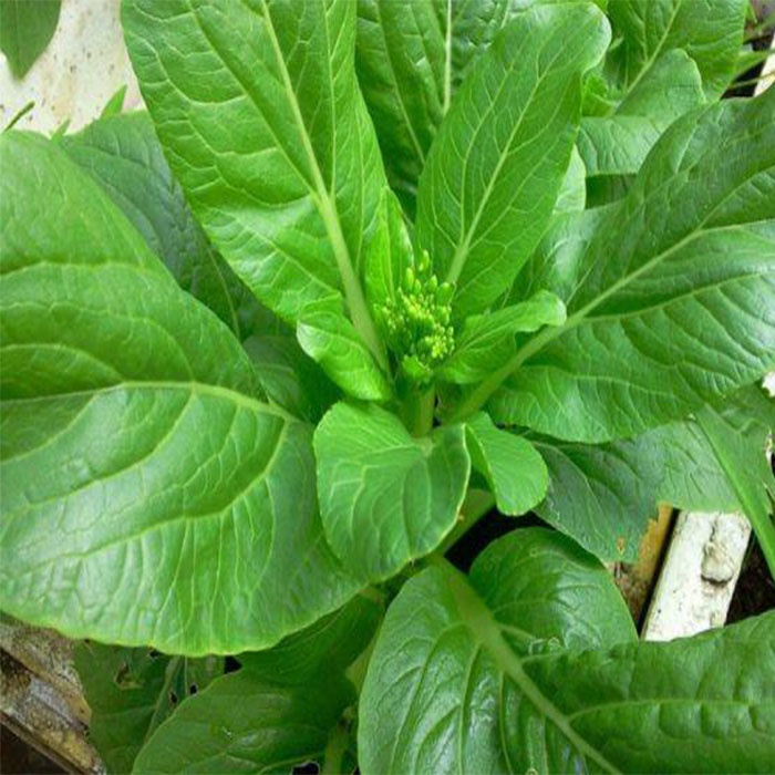 15Gram ~ 5000 Hạt Giống Cải Ngồng Thân Non - Cải Làn