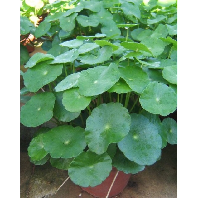 Rau má nhật/Rau má lá sen