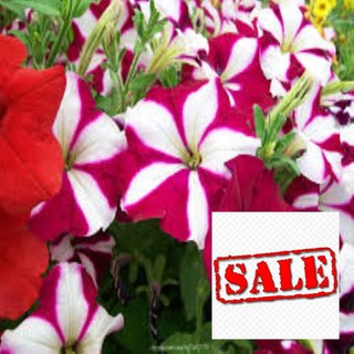 Gói hạt giống 100 hạt dạ yến thảo sọc sale