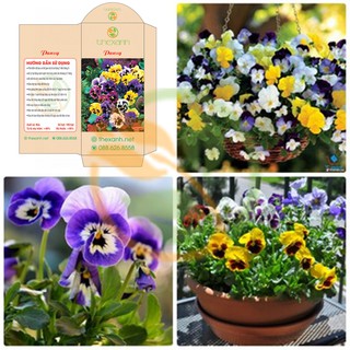 Bộ 5 gói hạt giống pansy - thexanh