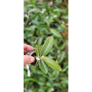 Đai châu giống mầu đốm