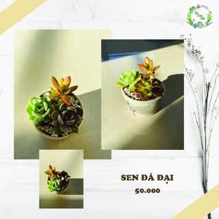CHẬU SEN ĐÁ ĐẠI TỰ CHỌN