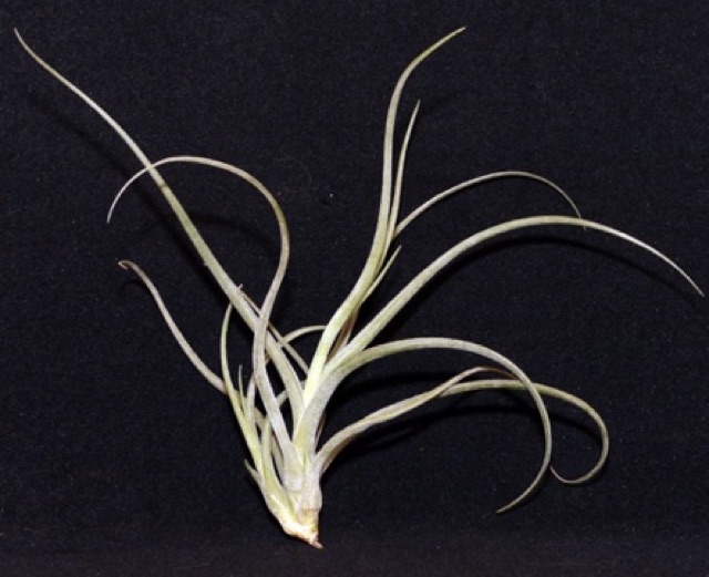 Cây không khí Tillandsia  bailey