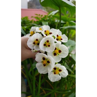 Bách thủy tiên đơn đốm