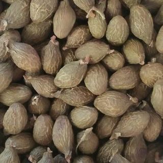 Hạt ươi chuẩn loại 1 đặc biệt ( hộp 500gr )