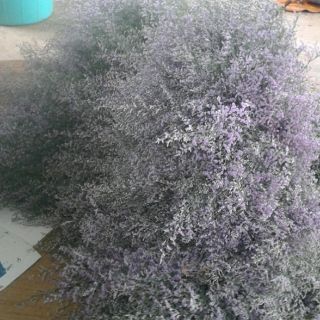 10 cành hoa sao tím