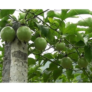 Hạt giống cây Chanh Leo siêu quả gói 20 hạt xuất xứ Đức