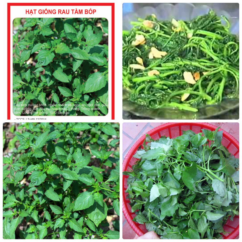 Hạt Giống Cây Tầm Bóp gói 0,2gram - HG1