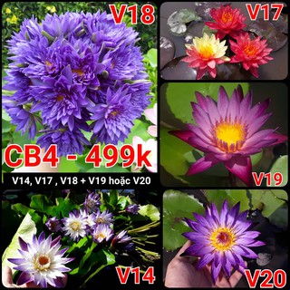 [RẺ VÔ ĐỊCH] Combo 4 cây Hoa Súng Thái Lan mix màu CB4
