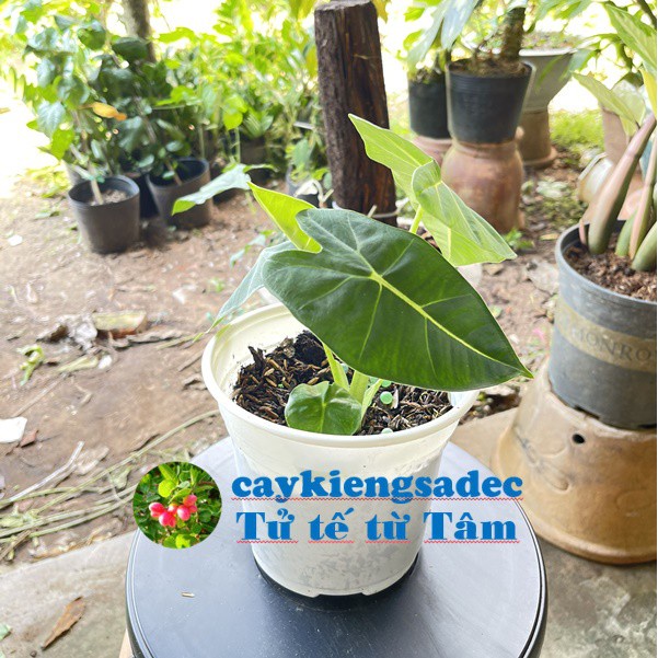 Caykiengsadec Cây môn nhung-tặng phân bón-hoa kiểng lá-trang trí nội thất cảnh quan sân vườn ngoài trời