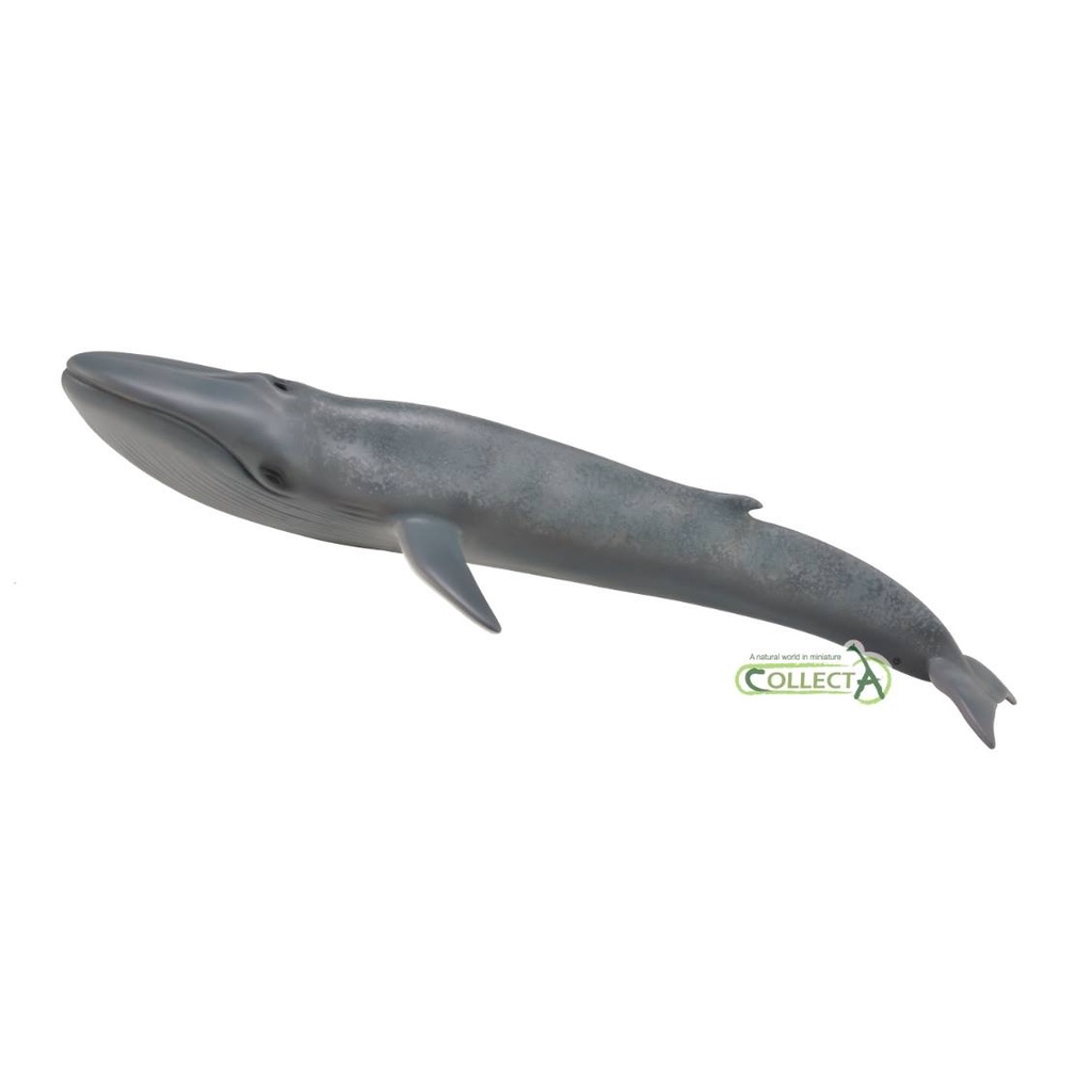 Mô hình động vật: Cá Voi Xanh