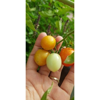 Phân bón cao cấp premium NPK 16-16-16