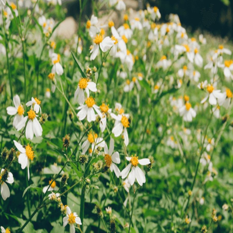 Cây Xuyến Chi  Tươi 01KG