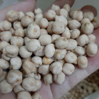 Đậu gà Ấn Độ (Đậu răng ngựa)