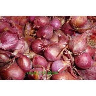 Hành tím Vĩnh Châu - Sóc Trăng