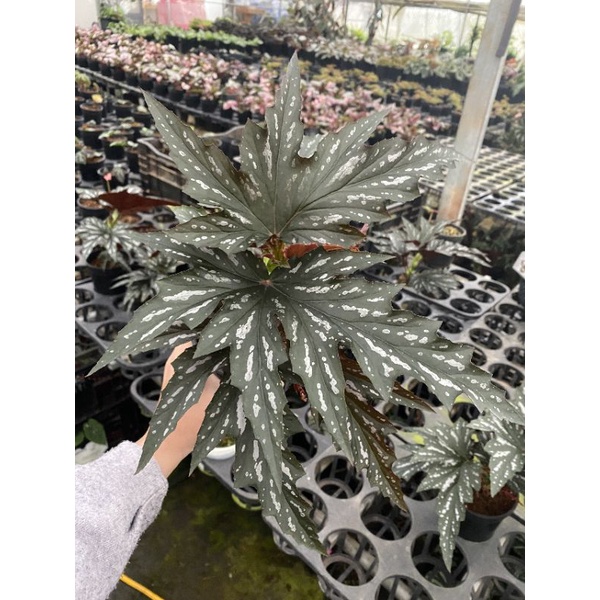 chậu cứng Begonia Angel Wing - Đôi cánh thiên thần