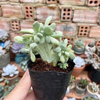 Sen đá giọt lệ cres. Gốc bự.