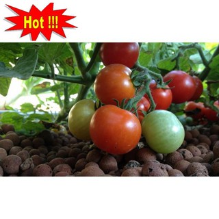 Hạt giống Cà chua F1 (MV)