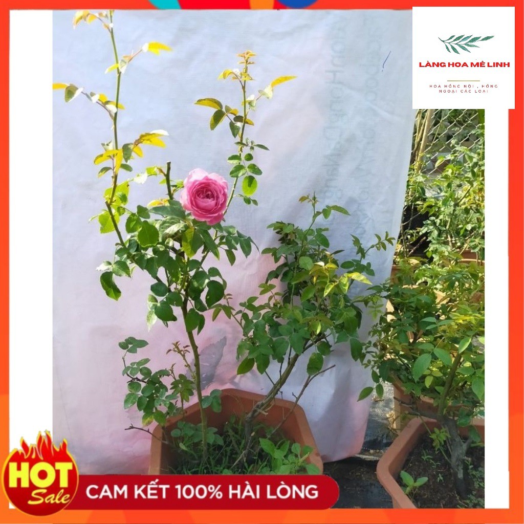 Hoa hồng ngoại For Your Home rose[ HOA HỒNG NHẬT] – Sắc hồng cánh sen đẹp hoàn mĩ, vạn người mê.[HOA HỒNG BỤI]