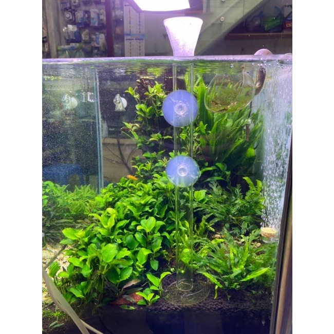 Bộ Ống Chén Thủy Tinh Cho Tép Ăn - Có 3 Kích Thước 25cm - 30cm - 35cm