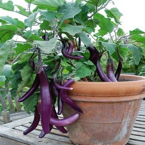 (200-300 hạt) Hạt giống cà tím siêu dài hàng you know seed Thái lan