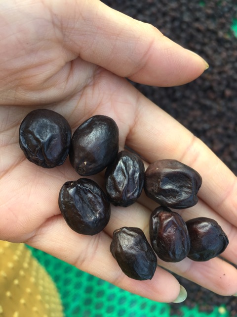 Cà phê hạt nhân xanh chưa rang arabica Sơn La natural 1 kg