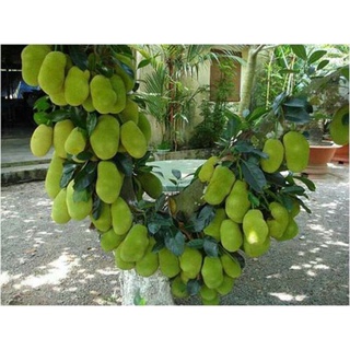 Cây giống mít tố nữ Malaysia