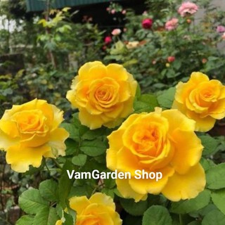 Hoa hồng ngoại Shell vàng VamGarden Shop