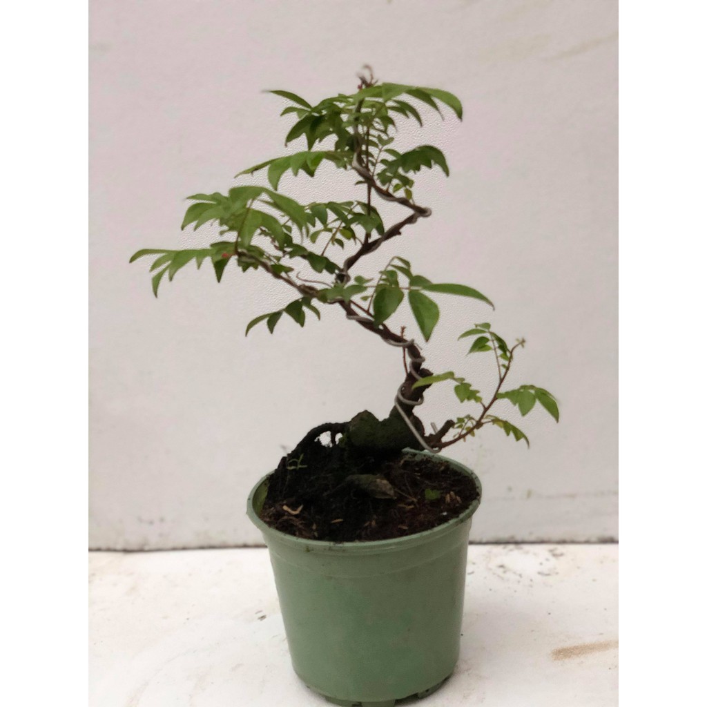 Cây khế bonsai cao 35-40cm [cây cảnh bonsai mini ]