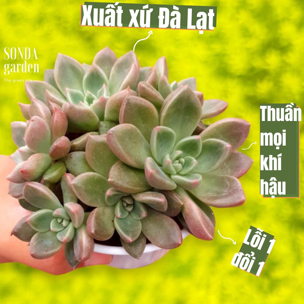 Sen đá aerolite SONDA GARDEN size trung bình 10cm, cây cảnh trang trí nhà cửa, lỗi 1 đổi 1