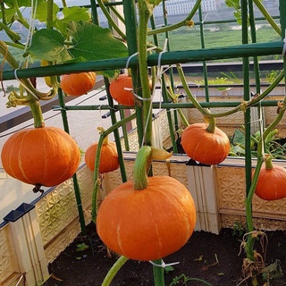 1gr hạt Giống bí ngô mặt trời nãy mầm 90 %